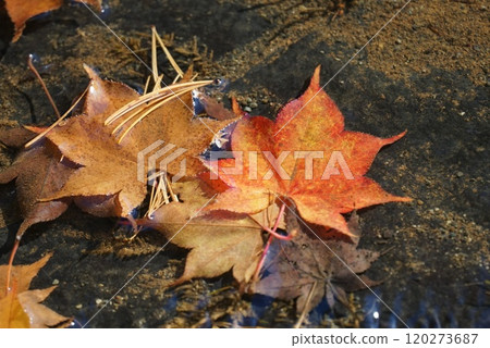 Fallen leaves floating on the water Fallen leaves floating on the water 120273687