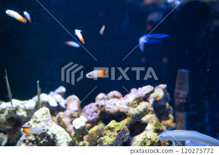 Colorful tropical fish swimming in an aquarium 120273772