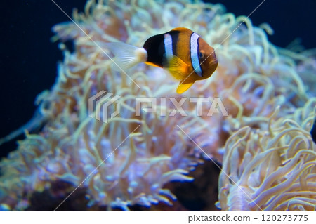 小丑魚與海洋世界 小丑魚與海洋世界 120273775
