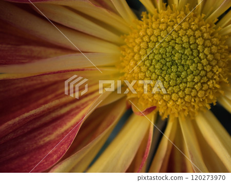 十一月盛開的菊花鳳鳴傳 十一月盛開的菊花鳳鳴傳 120273970