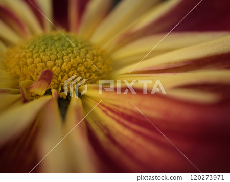 十一月盛開的菊花鳳鳴傳 十一月盛開的菊花鳳鳴傳 120273971