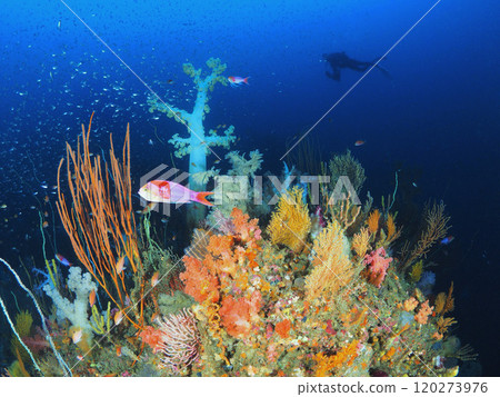 Diving in the sea of Izu, a world like the Palace of the Dragon King 120273976