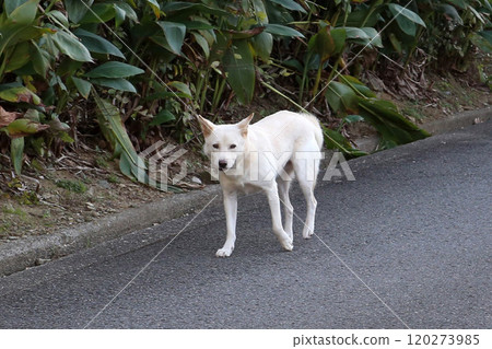 Stray dog, wild dog, dog Stray dog, wild dog, dog 120273985