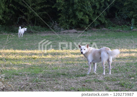 Stray dog, wild dog, dog Stray dog, wild dog, dog 120273987