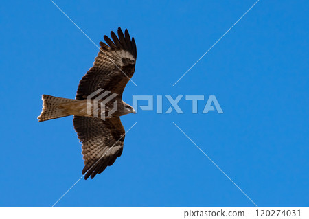 A hawk is flying beyond the blue sky, Wild bird 120274031