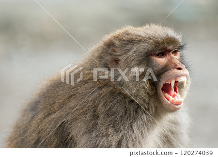 Portrait close-up of a monkey in the forest 120274039