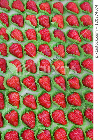 Big sizes of Japanese strawberries on a tray for gift 120274074