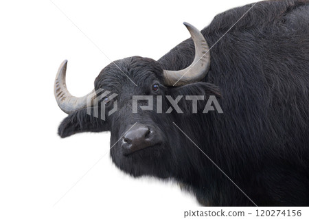 Carpathian buffalo isolated on a white Carpathian buffalo isolated on a white 120274156