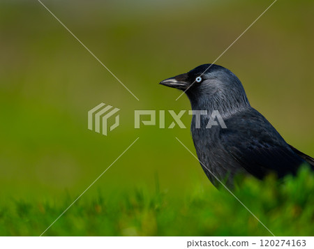 portrait jackdaws on a beautiful blurred background portrait jackdaws on a beautiful blurred background 120274163