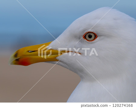 portrait Larus cachinnans on a blurred beautiful background portrait Larus cachinnans on a blurred beautiful background 120274168