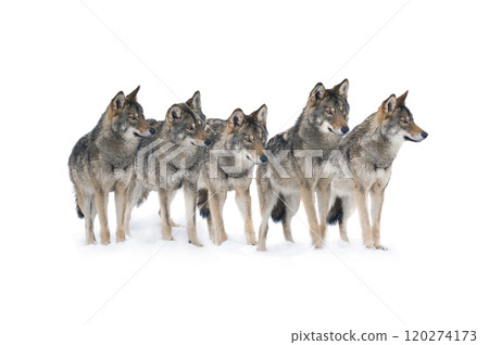 pack of wolves isolated on white background 120274173