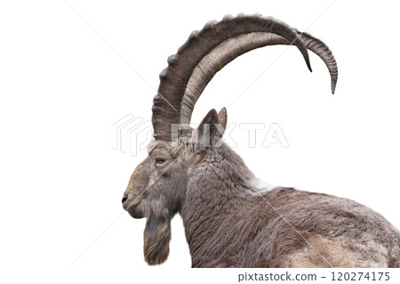 portrait siberian ibex isolated on white background 120274175