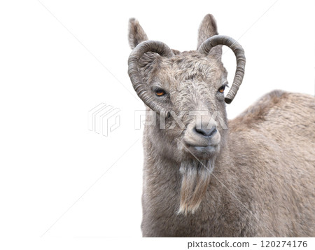 siberian ibex isolated on white background siberian ibex isolated on white background 120274176