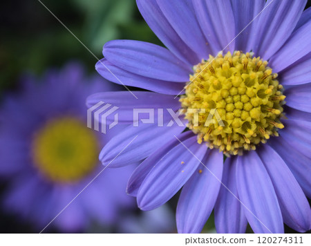 11月盛開的可愛紫色濱邊菊 120274311