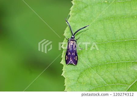 細小巴拉泰亞 120274312