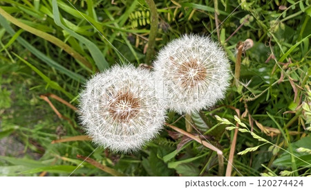 蒲公英的絨毛 120274424