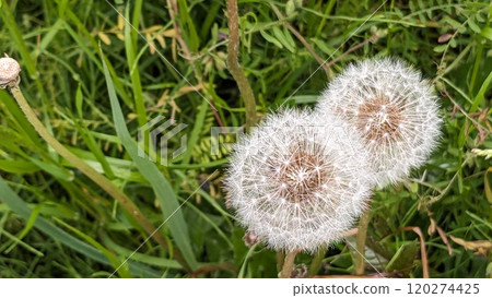 Dandelion's fluff Dandelion's fluff 120274425