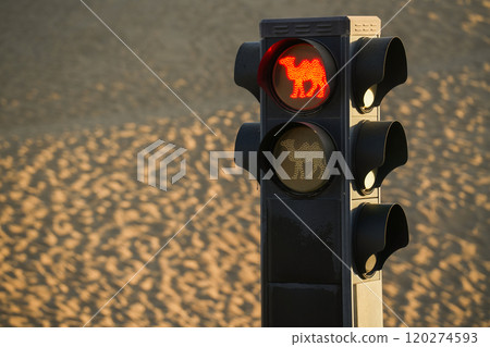 Camel traffic light in the desert Camel traffic light in the desert 120274593