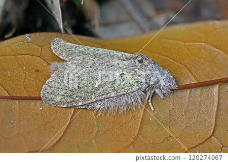 藍虎鯨 Syntypistis japonica 120274967