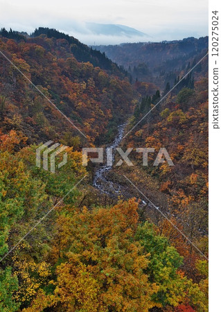 Nabekura Plateau in Nagano Prefecture dyed in autumn leaves 120275024