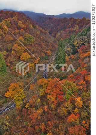 Nabekura Plateau in Nagano Prefecture dyed in autumn leaves Nabekura Plateau in Nagano Prefecture dyed in autumn leaves 120275027