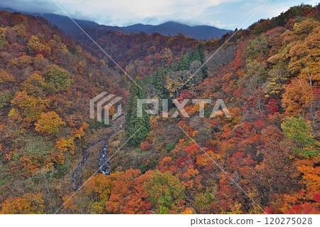 Nabekura Plateau in Nagano Prefecture dyed in autumn leaves Nabekura Plateau in Nagano Prefecture dyed in autumn leaves 120275028