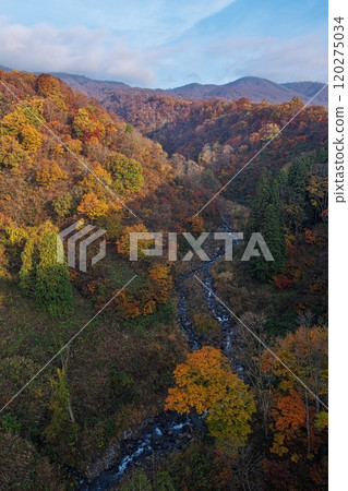 Autumn leaves illuminated by the morning sun at Nabekura Highlands in Nagano Prefecture Autumn leaves illuminated by the morning sun at Nabekura Highlands in Nagano Prefecture 120275034