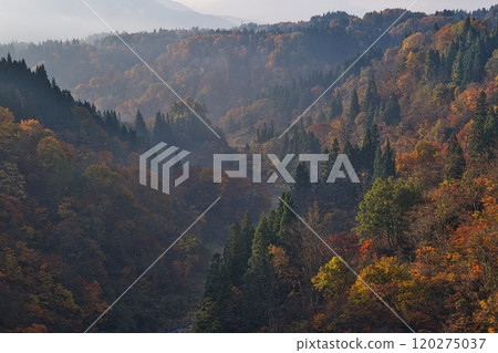 Autumn leaves illuminated by the morning sun at Nabekura Highlands in Nagano Prefecture Autumn leaves illuminated by the morning sun at Nabekura Highlands in Nagano Prefecture 120275037