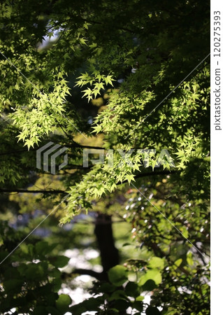 Maple  120275393