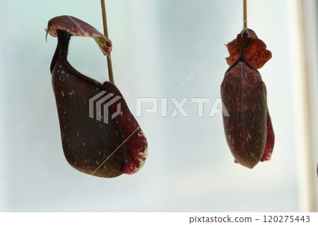 豬籠草·Rafflesiana 豬籠草·Rafflesiana 120275443