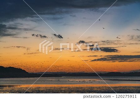 日出前的伊豆沼 宮城縣栗原市 日出前的伊豆沼 宮城縣栗原市 120275911