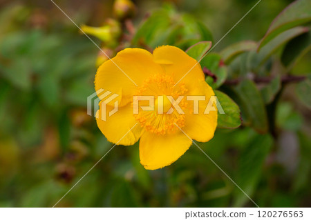 Yellow Hypericum Hidcote (St. John s Wort). A summer background of a large yellow flower on a green bush. Yellow Hypericum Hidcote (St. John s Wort). A summer background of a large yellow flower on a green bush. 120276563