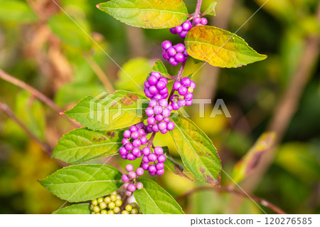 Beautiful Callicarpa bodinieri, or Bodinier's beautyberry, is a species of flowering plant in the genus Callicarpa of the family Lamiaceae. Close up. 120276585