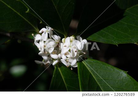 Osmanthus fragrans macro. Small white flowers on a branch in the garden. The fragrance of osmanthus flowers is used in perfumery. Osmanthus fragrans macro. Small white flowers on a branch in the garden. The fragrance of osmanthus flowers is used in perfumery. 120276589