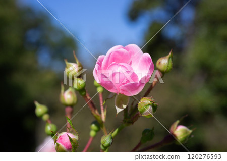 Pink ross before blooming in garden. Spring time pink ross in the garden. Catherine Deneuve rose bud. Selective focus. Close-up detail of a soft pink rose. 120276593