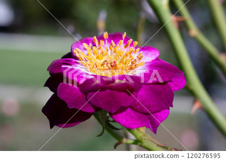 Beautiful flowers on a rose bush Rosa Violacea, also known as La Belle Sultane. a purple rose in the garden 120276595