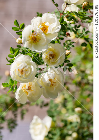 Rosa alba or also known as white roses 120276599