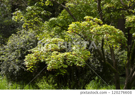 Tranquil Park Landscape Bathed in Morning Sunlight. The trees in the park are summer 120276608