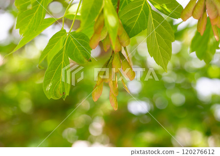 Acer negundo in the fall. Seed pods of box elder (Acer negundo) in the fall. Box Elder (acer Negundo) Seeds. 120276612