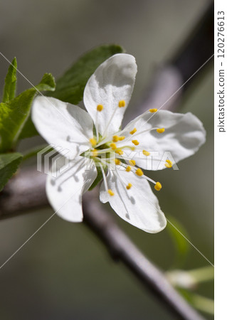 Prunus cerasus flowering tree flower, beautiful white petals tart dwarf cherry flowers in bloom.Garden fruit tree with blossom flowers Prunus cerasus flowering tree flower, beautiful white petals tart dwarf cherry flowers in bloom.Garden fruit tree with blossom flowers 120276613