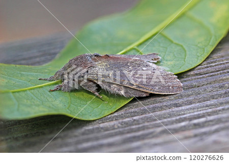 Orca moth Stauropus fagi Orca moth Stauropus fagi 120276626