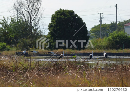 Many storks descended 120276680