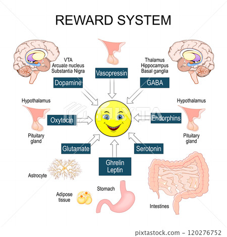 Reward system. Positive reinforcement. Addiction neuroscience. Motivation 120276752