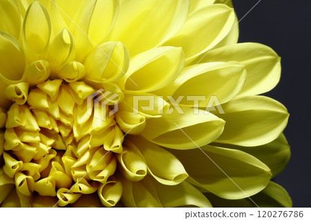 日本大麗花 120276786