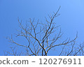 Persimmon tree 120276911