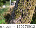 Persimmon tree 120276912