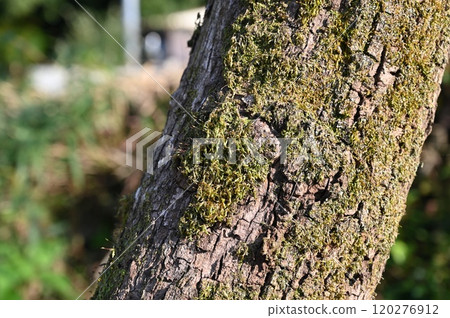 柿樹 柿樹 120276912