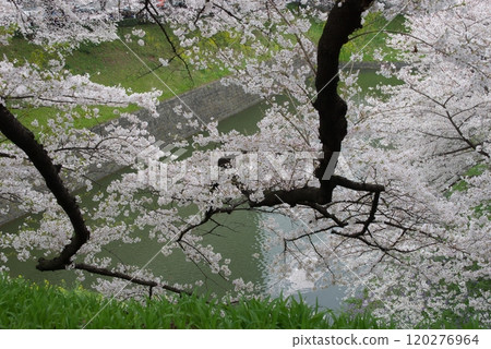 A stroll along the Ueno Chidorigafuchi Greenway from Kitanomaru Park on the west side of the Imperial Palace, a famous cherry blossom spot 1 120276964
