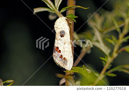 和尚黑虎鯨 Phalera flavescens 120277018