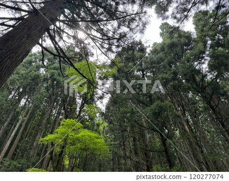 Summer Mountain (Tateyama, Tateyama Town, Toyama Prefecture) Summer Mountain (Tateyama, Tateyama Town, Toyama Prefecture) 120277074